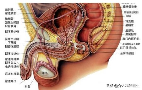 301医院前列腺增生介入治疗案例,介入栓塞治疗前列腺增生靠谱吗
