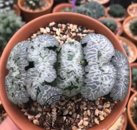 2023多肉展会直播,2023上海多肉植物展