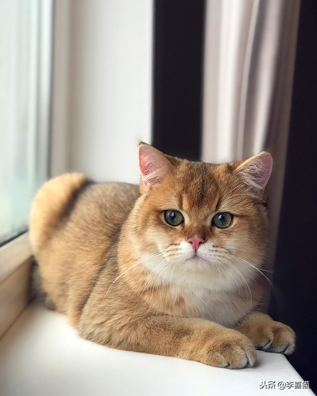 养活一只猫容易吗,宠物猫咪如何饲养才好养