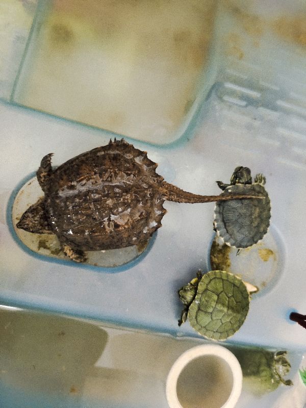 刚开始养乌龟养什么龟最好,新手养龟哪种乌龟最好养