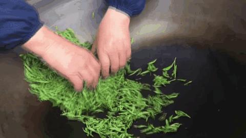 金奖惠明有机绿茶是什么茶,明前金奖惠明茶