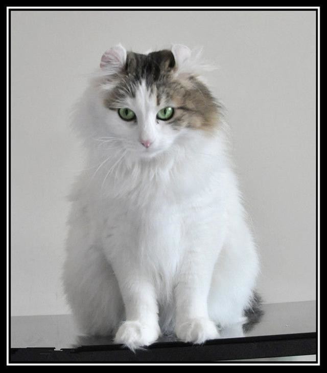 各种猫咪花纹品种,名贵品种猫咪大全