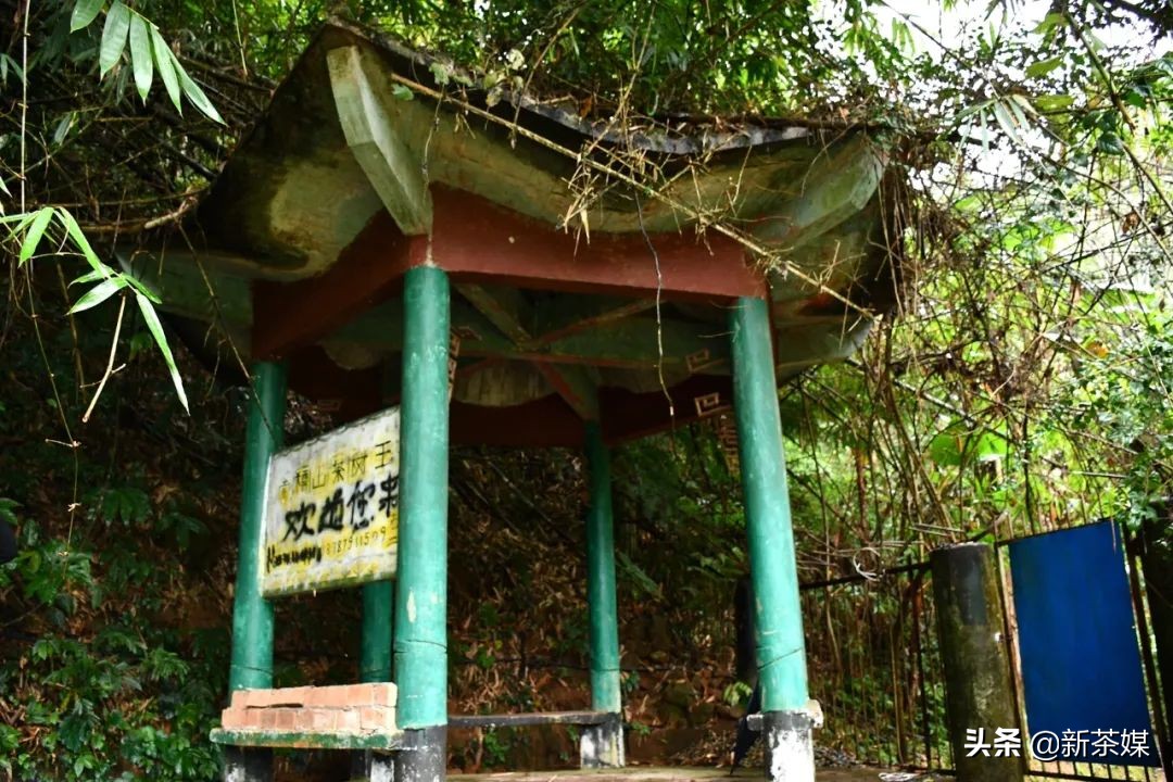 南糯山茶树王咋走,南糯山普洱茶茶树王