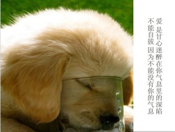 我只想说声爱你,只想再爱你一次