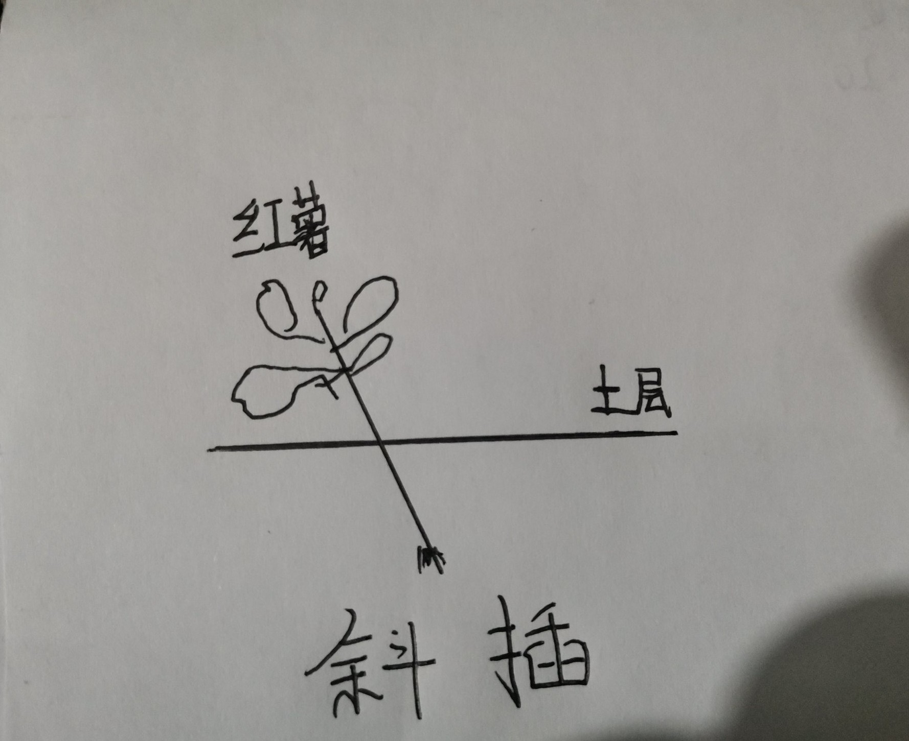 倒插苗技术提升红薯产量图片,红薯倒插苗种法