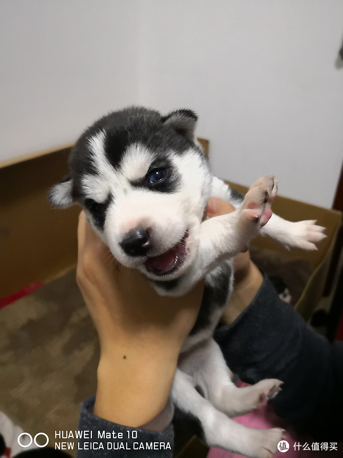 一次创世纪的生活体验—记哈士奇当妈妈