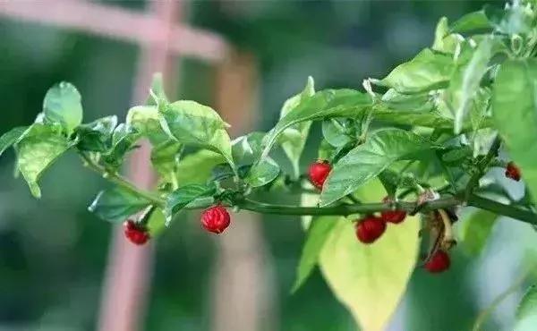 全世界辣椒排行榜前十,世界上十大辣椒排行榜