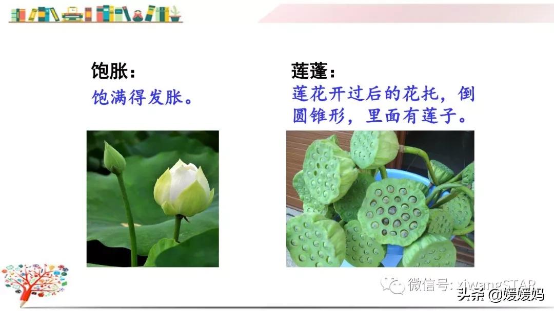 三年级下册荷花ppt课件部编版,三年级下册语文第三课荷花小练笔