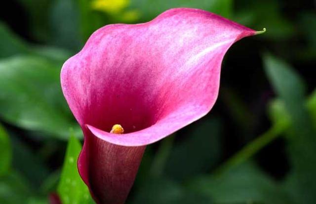 马蹄莲的养护是放在阳面还是阴面,马蹄莲冬季室内怎么养