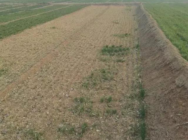 小麦缺肥发黄怎么办,小麦根发黄是什么病