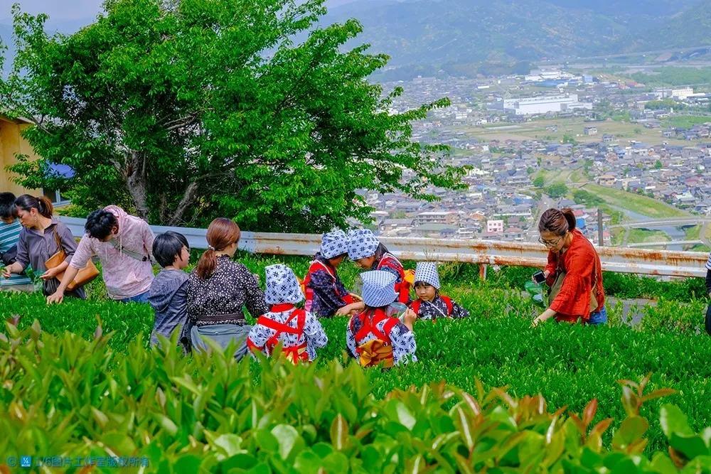 日本茶文化旅游,日本茶之都博物馆