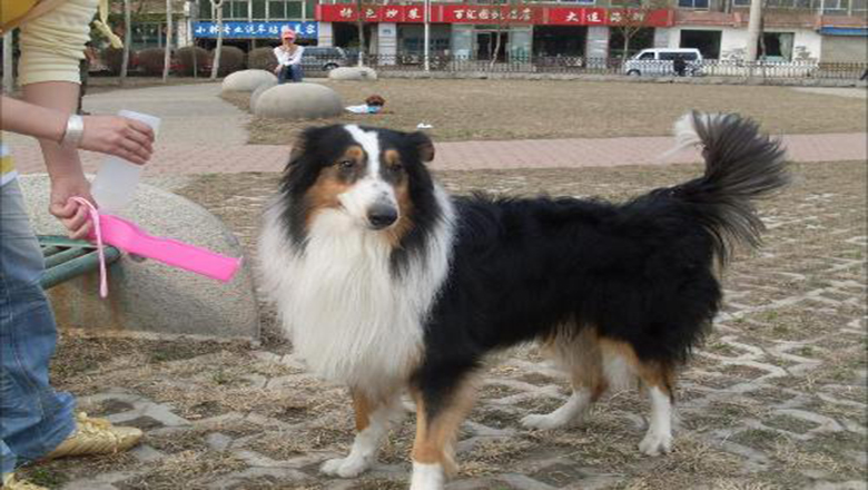 苏牧购买,哪里可以买到正宗的苏牧