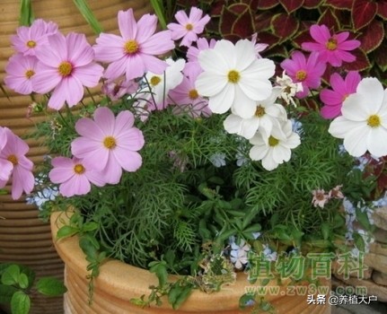 大面积波斯菊种子种植方法,拼多多波斯菊种植过程图片