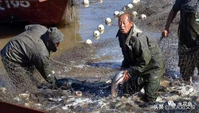 鱼体表粘液增多是怎么回事,鱼粘液起什么作用