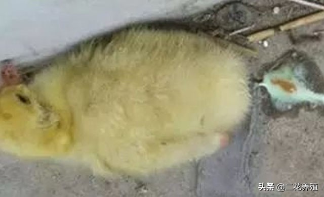 小鹅拉白屎用什么药好得快,小鹅拉白色稀粪也不进食怎么办