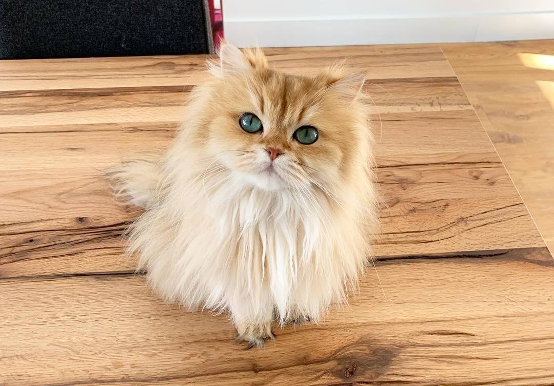 猫咪到底能不能吃洋葱,猫能不能吃洋葱