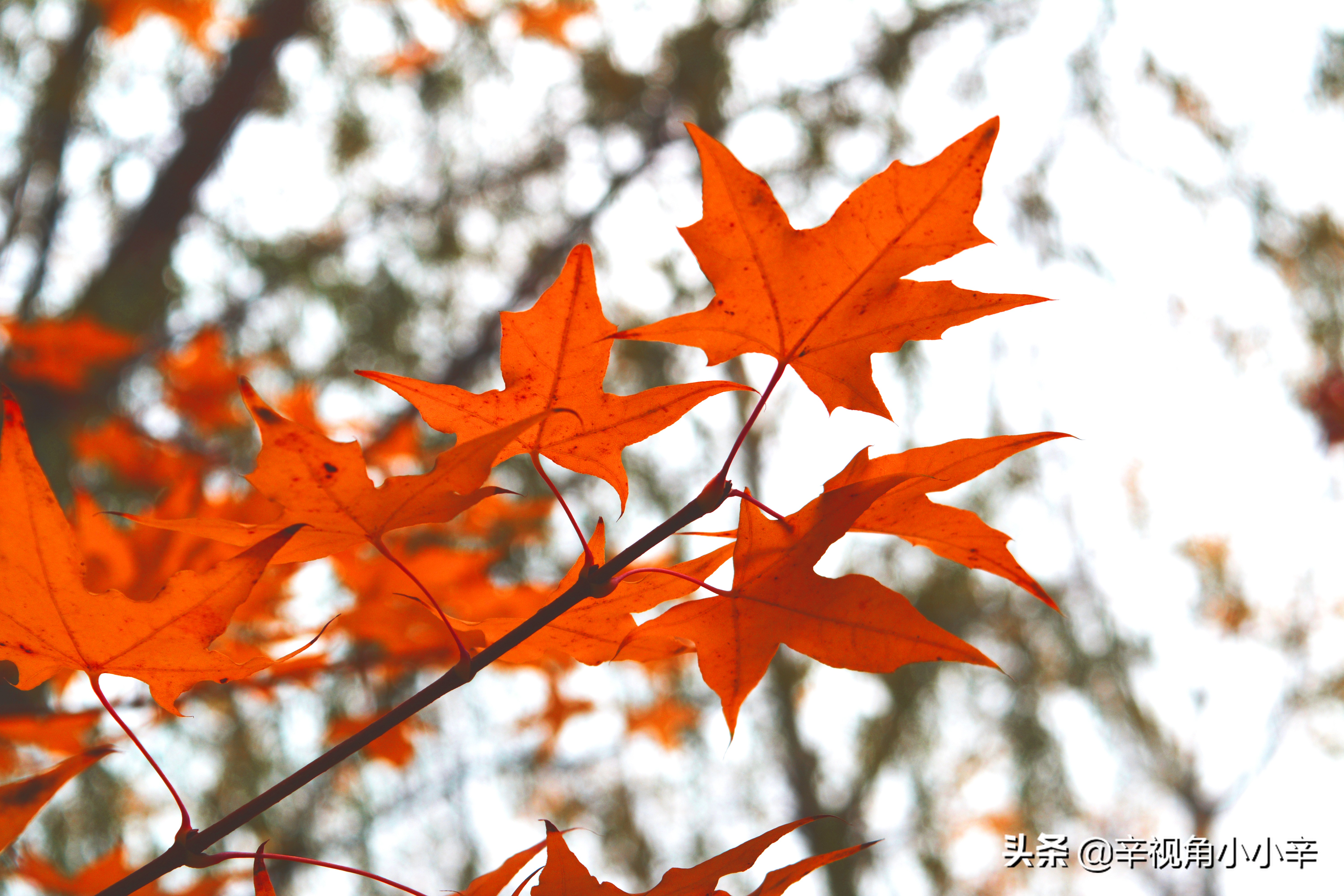 大望京公园红叶,红叶公园北京