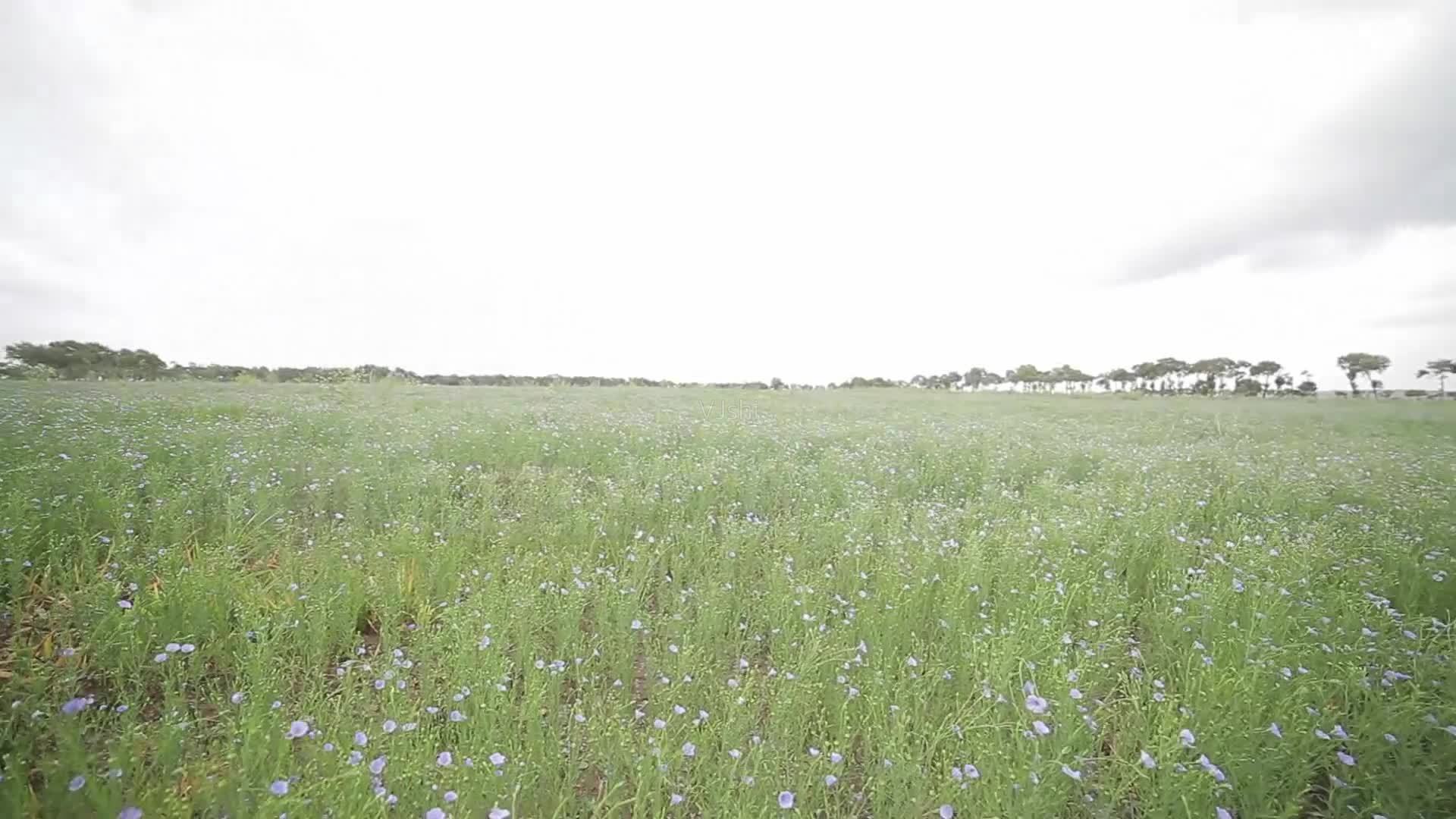 火麻油和亚麻籽油有什么区别,火麻油跟亚麻籽油有什么区别