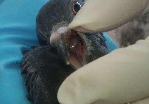 鸽子黑舌是怎么回事,遇到鸽子怎么防