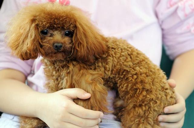 犬缺乏碳水化合物有什么后果,贵宾犬营养不良怎么办