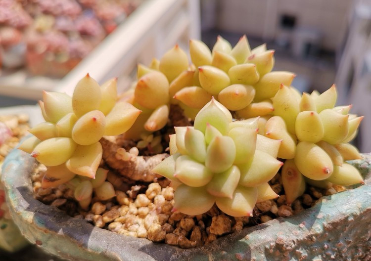 养多肉注意事项,养多肉的感悟熬过冬季