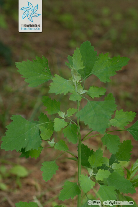 灰藋,灰藋怎么吃