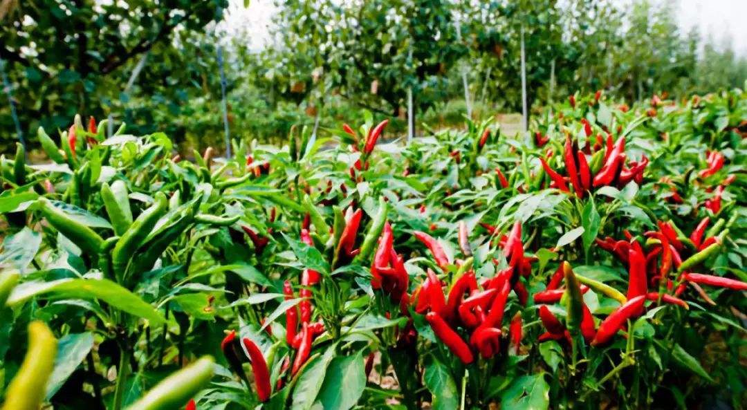 辣椒结果后长虫怎么办,辣椒各生长阶段病虫害防治