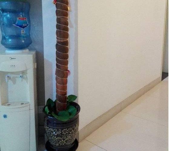 绿萝怎么样做才能好看呢,绿萝如何造型比较好看