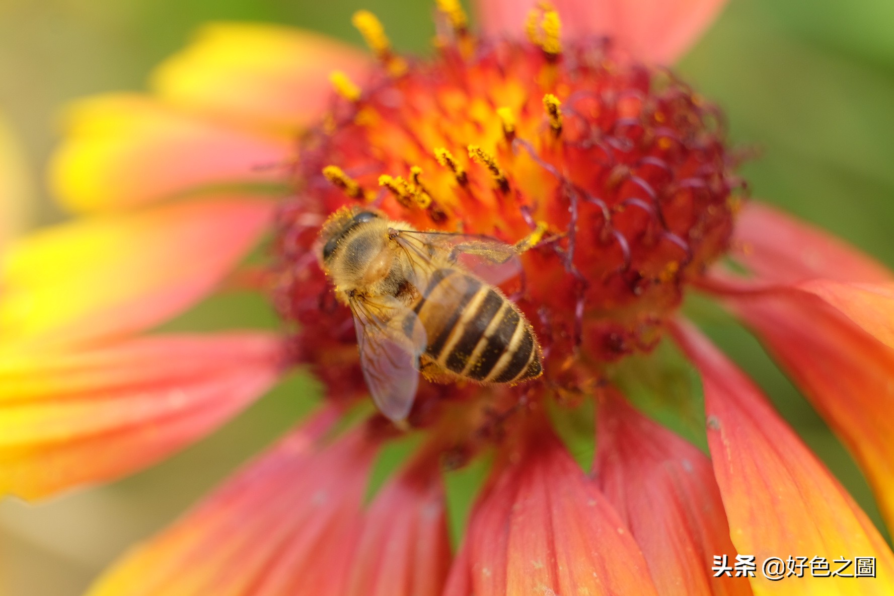 最好的微距拍摄方法,微距摄影环