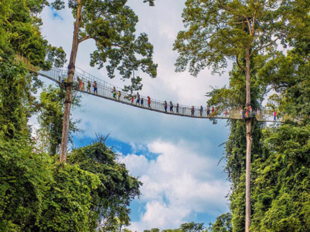 珍稀乔木大全,国内唯一望天树