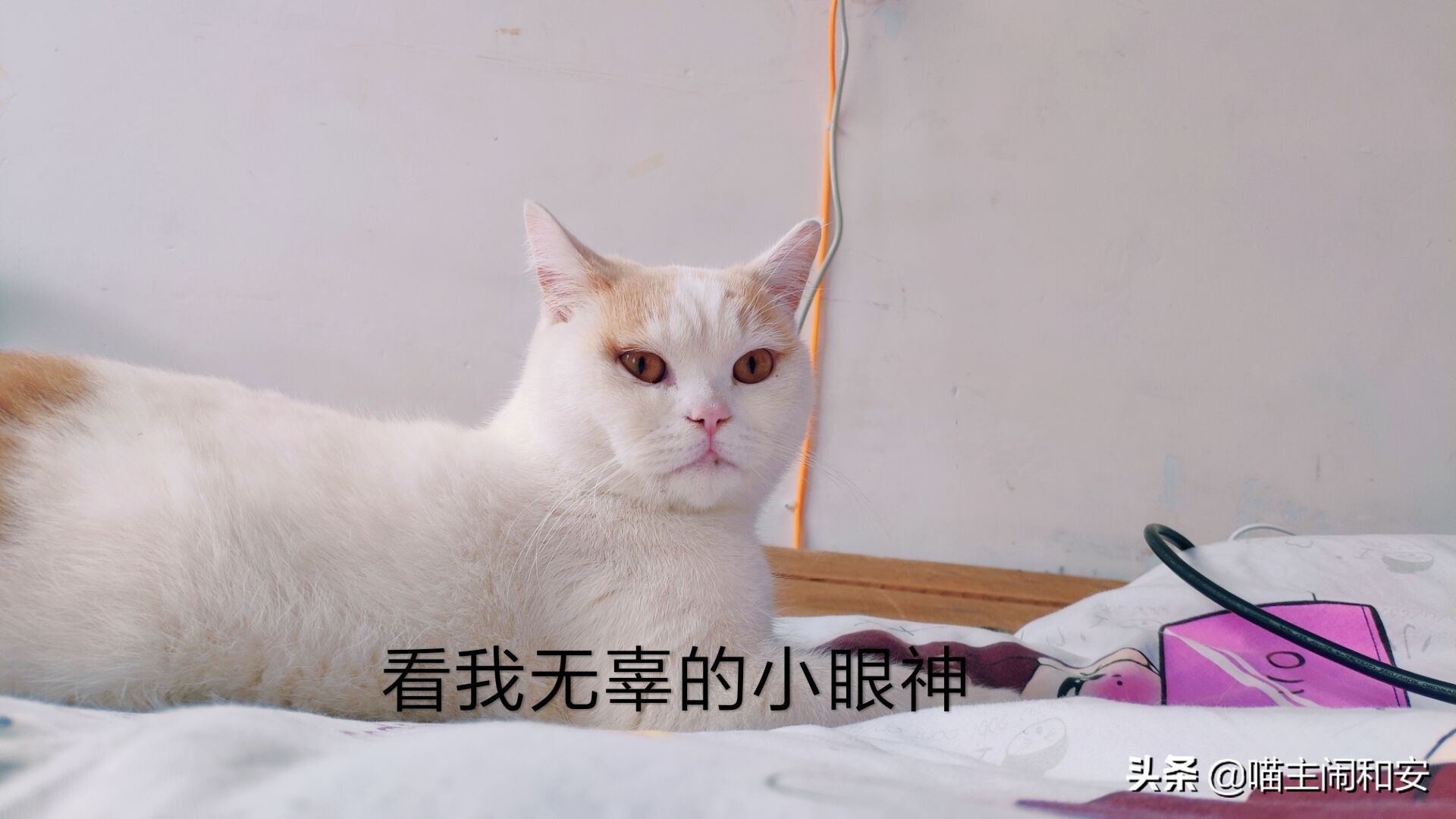 猫咪爪子为什么那么贱,盘点猫咪的爪子有多贱
