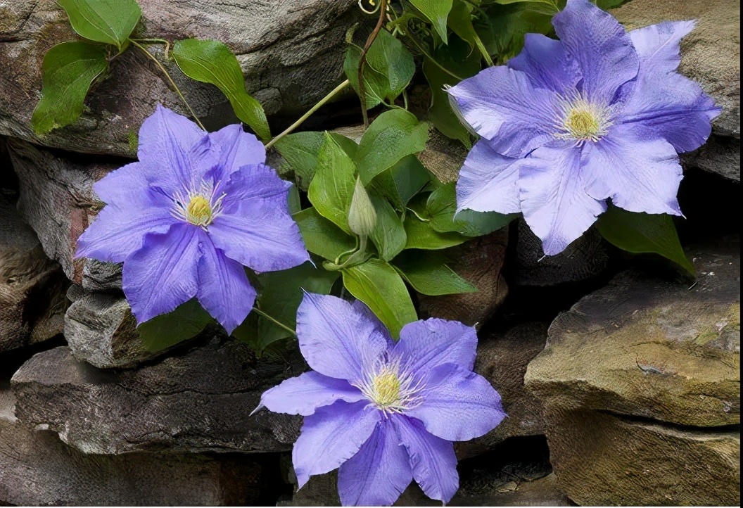 铁线莲怎么养护比较好,铁线莲养护方法及注意事项