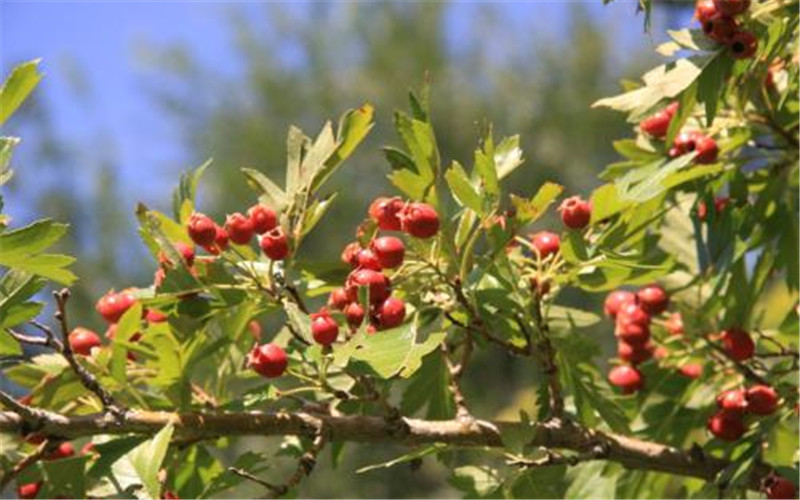 山楂盆景怎么养才能开花,山楂盆景如何造型