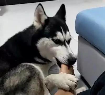 舔一下狗毛会得狂犬病吗,舔狗一下狗狗会有什么反应