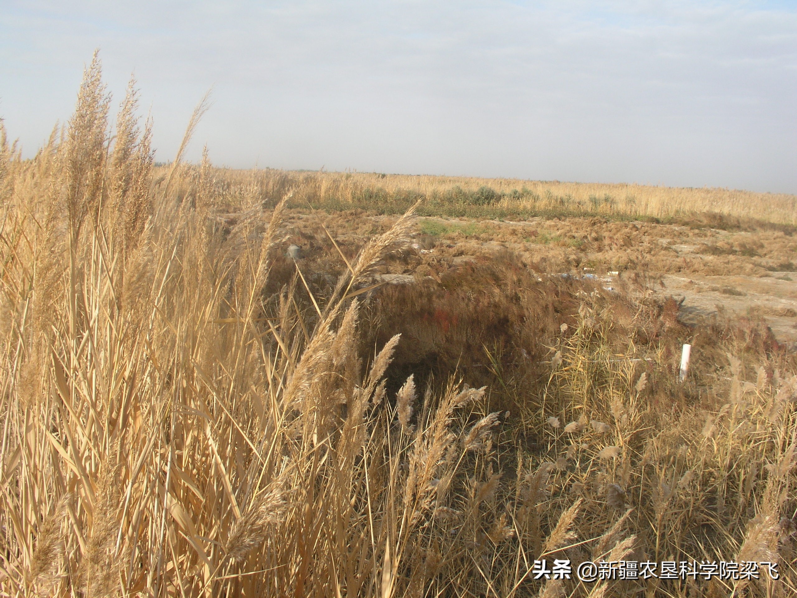 盐角草与碱蓬的区别,盐地碱蓬改良盐碱地