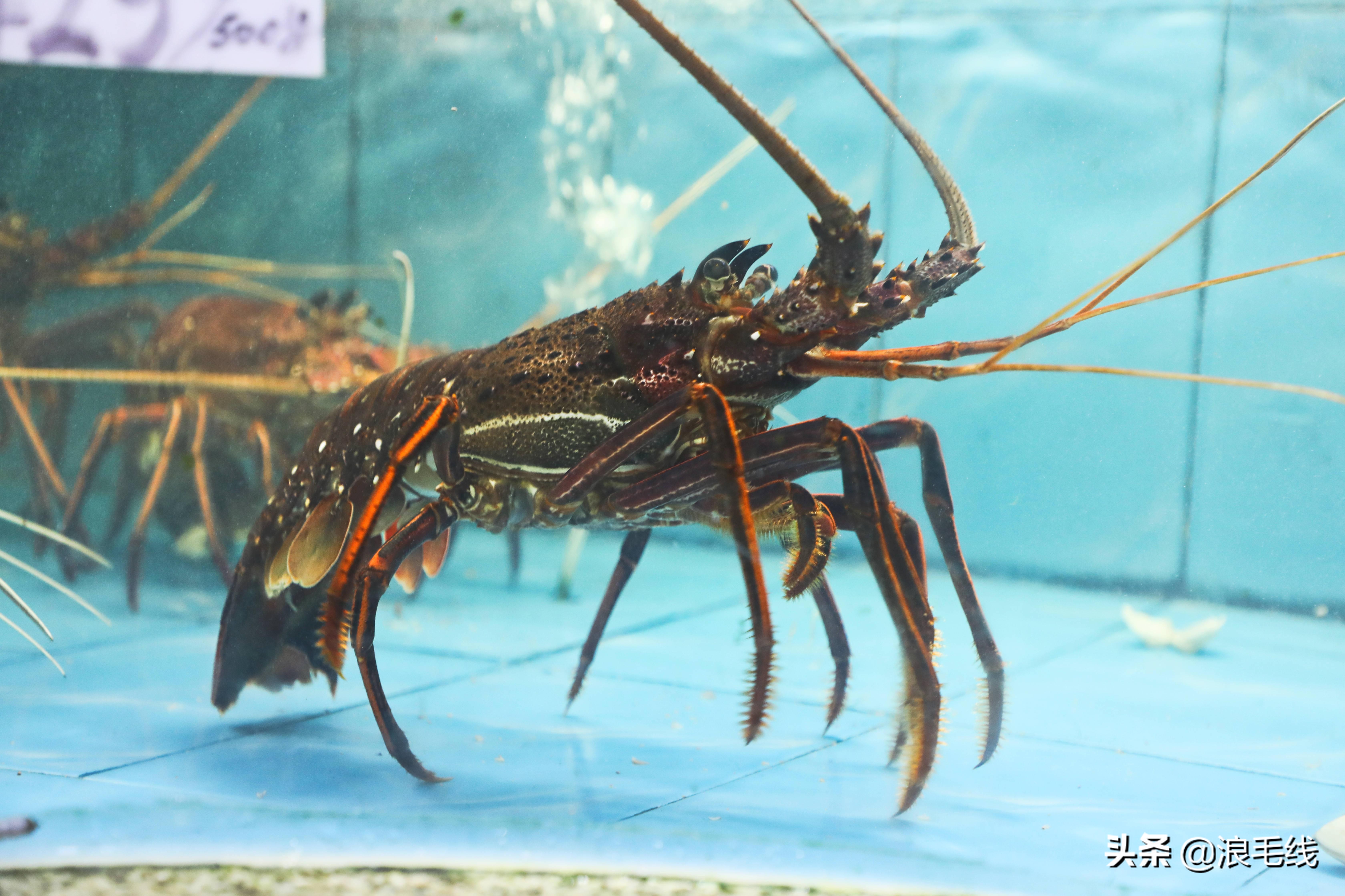 三亚海棠湾自由行热门攻略,三亚四天三夜海棠湾自由行攻略