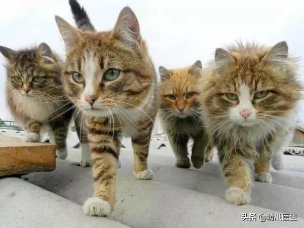 “你根本不爱猫，你就是馋它的身子！”