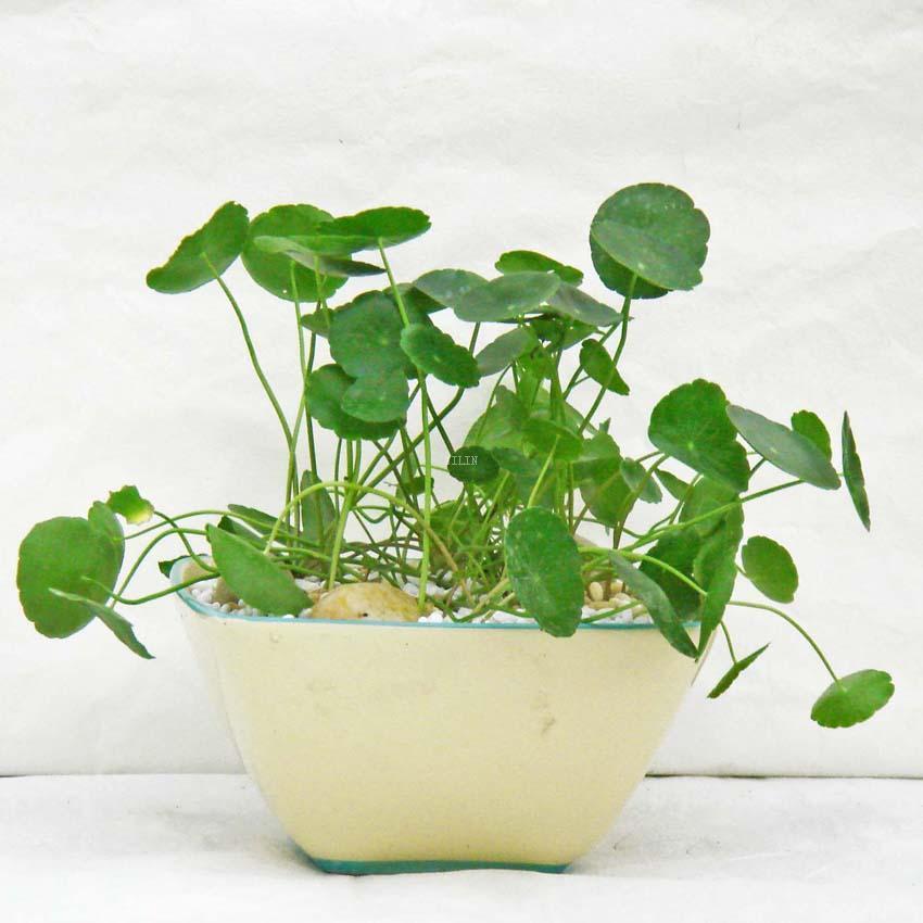 铜钱草是不是养得越好财运越旺,叶片圆圆的绿植