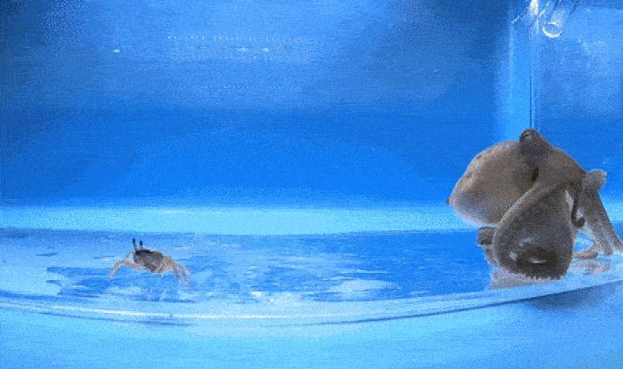 神奇的魔幻八爪鱼,神奇的物种巨型章鱼