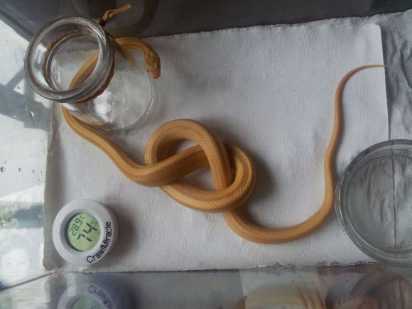 可以盘着玩的蛇,能盘的野生动物