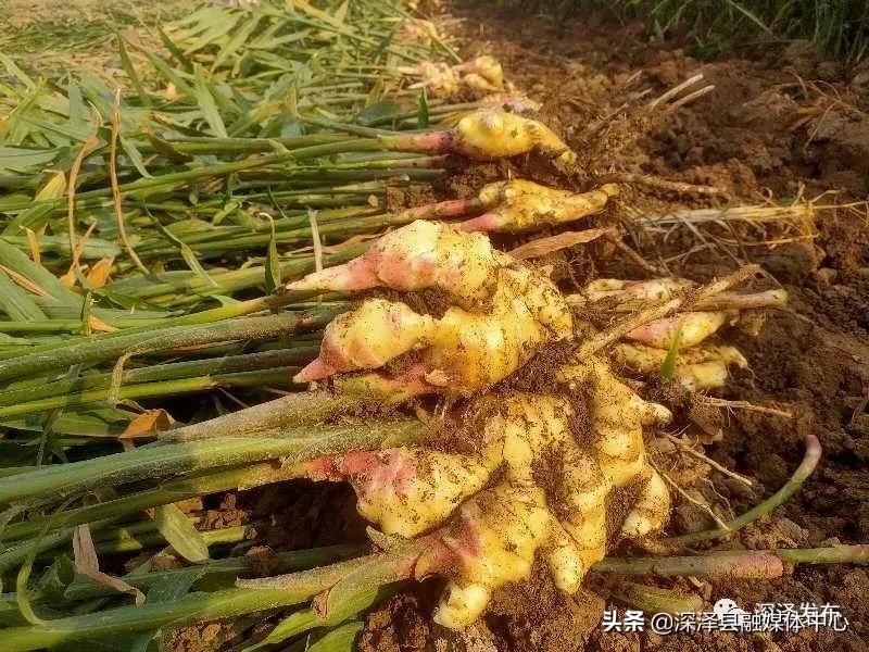 生姜种出脱贫致富路,贵州黔西生姜喜丰收村民采收忙