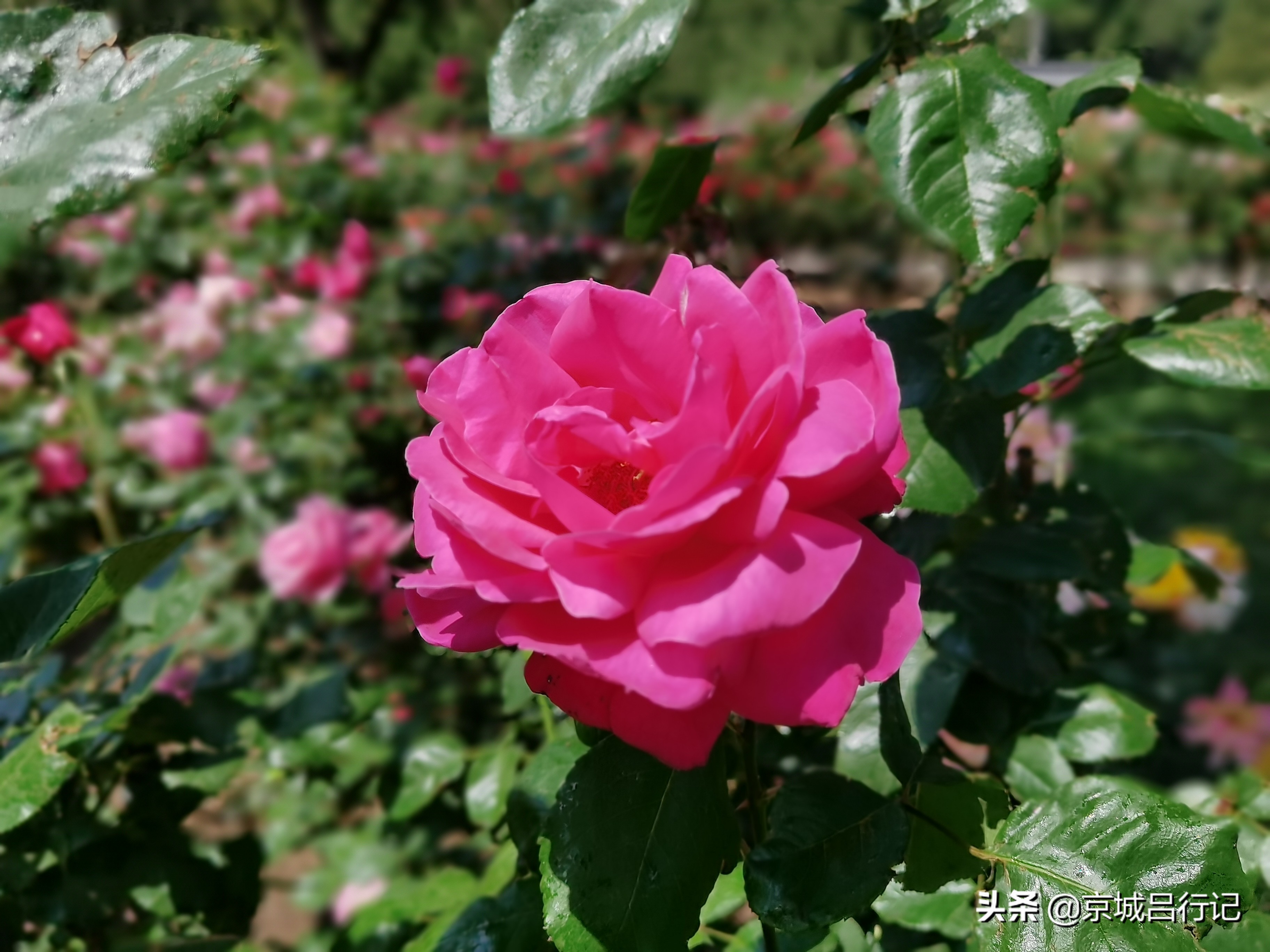 公园拍摄的月季花图片,在公园拍的牡丹花