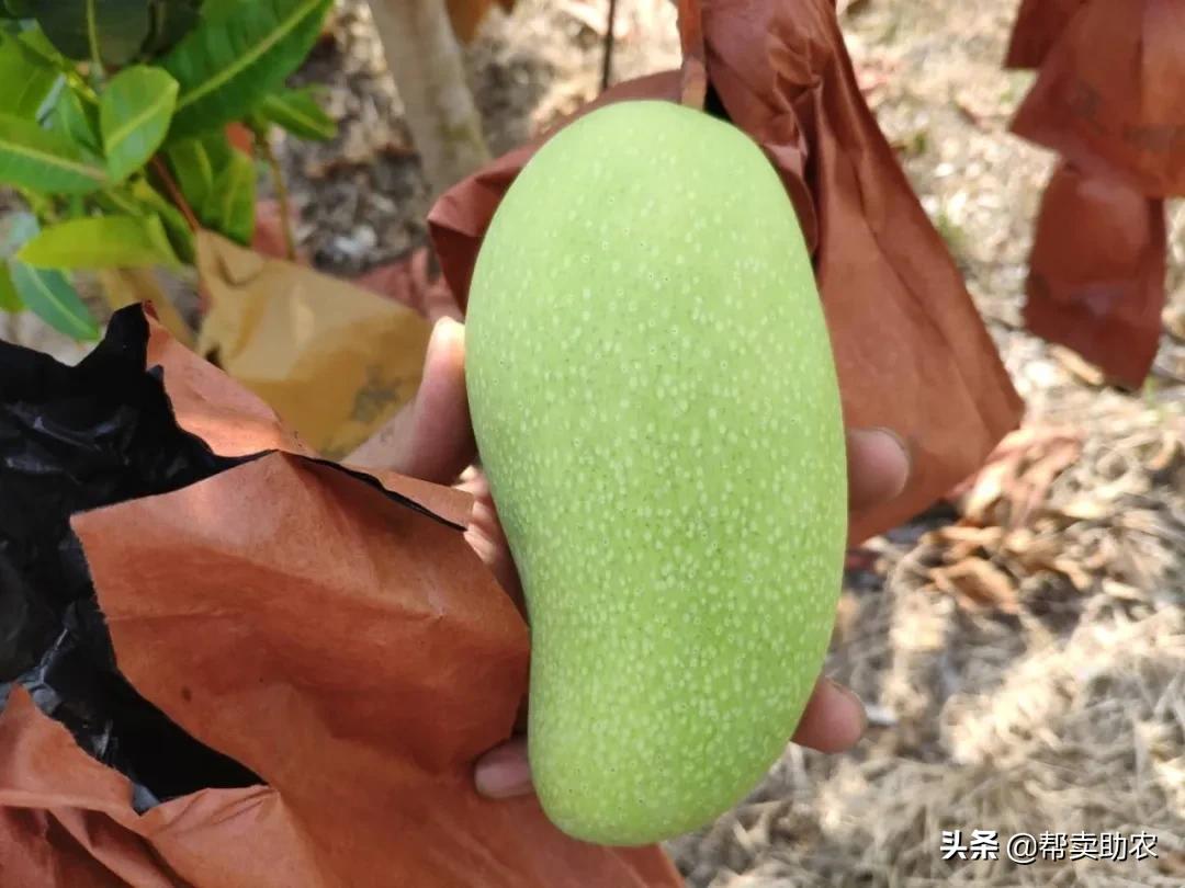 芒果季不能错过的芒果：汁多、肉Q、香甜，吃起来真的很过瘾！