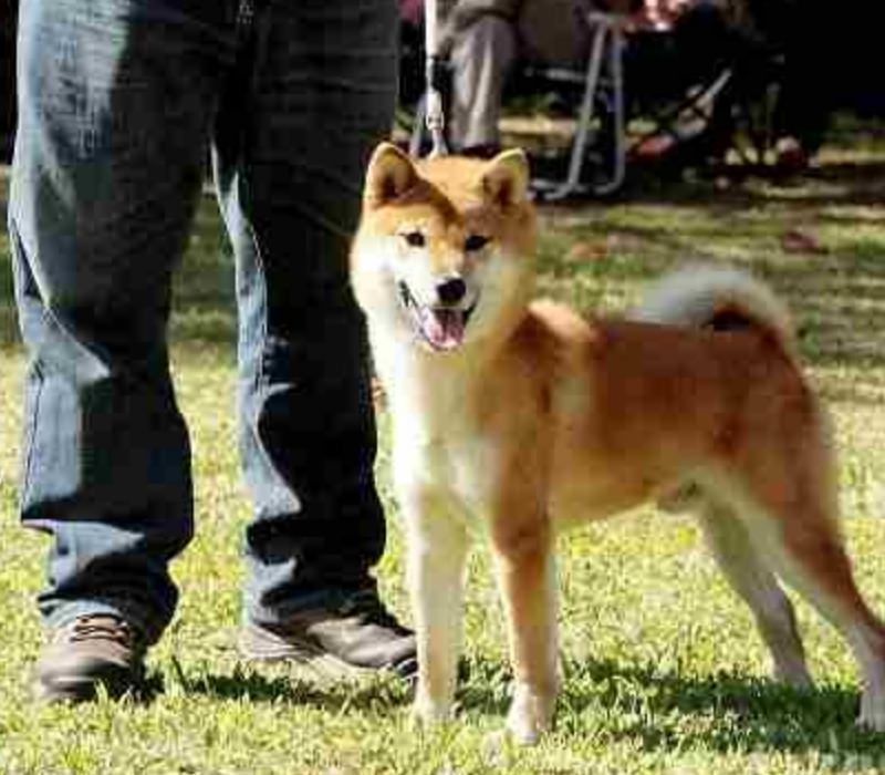 狗狗老是扑人抓人怎么训,狗狗总挑衅其他狗怎么办