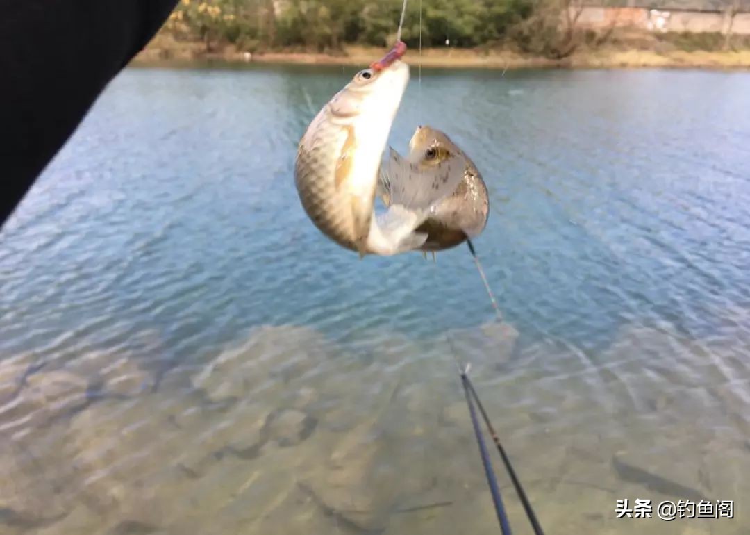 野钓用钩实用性很高的钩型,野钓入门鱼钩的选择图解
