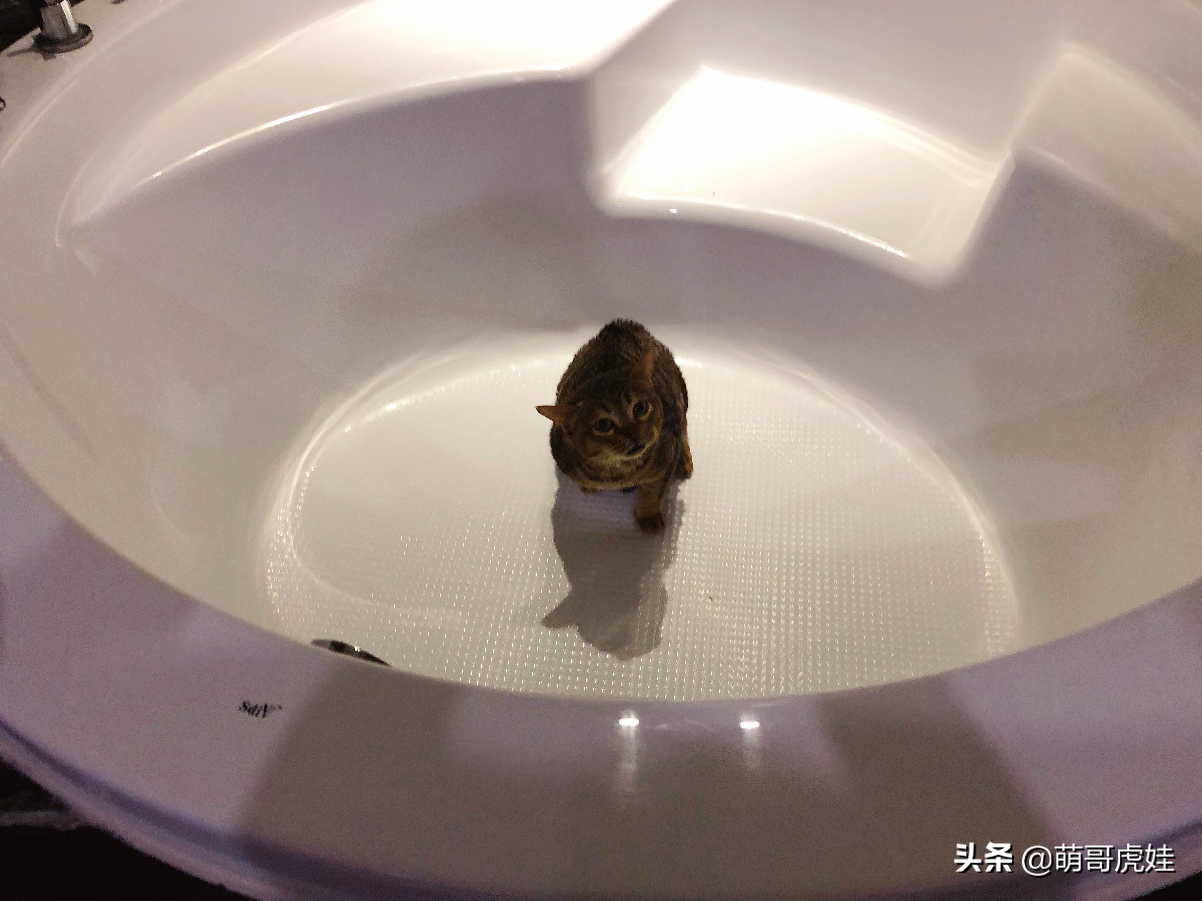 过年不忍心把宠物丢在家，霸气主人带着4只猫狗龟一起出门住酒店