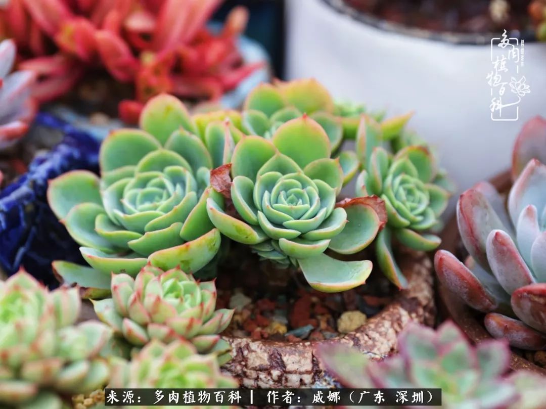 笼子里的多肉,露养的多肉和室内的多肉区别