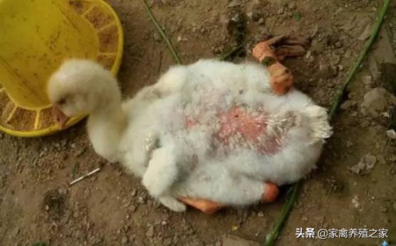 鹅啄毛有什么好办法,鹅老是啄翅膀固定的一片怎么回事