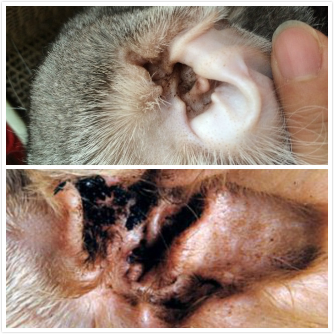 犬猫耳朵有黑色分泌物，是生病了吗？