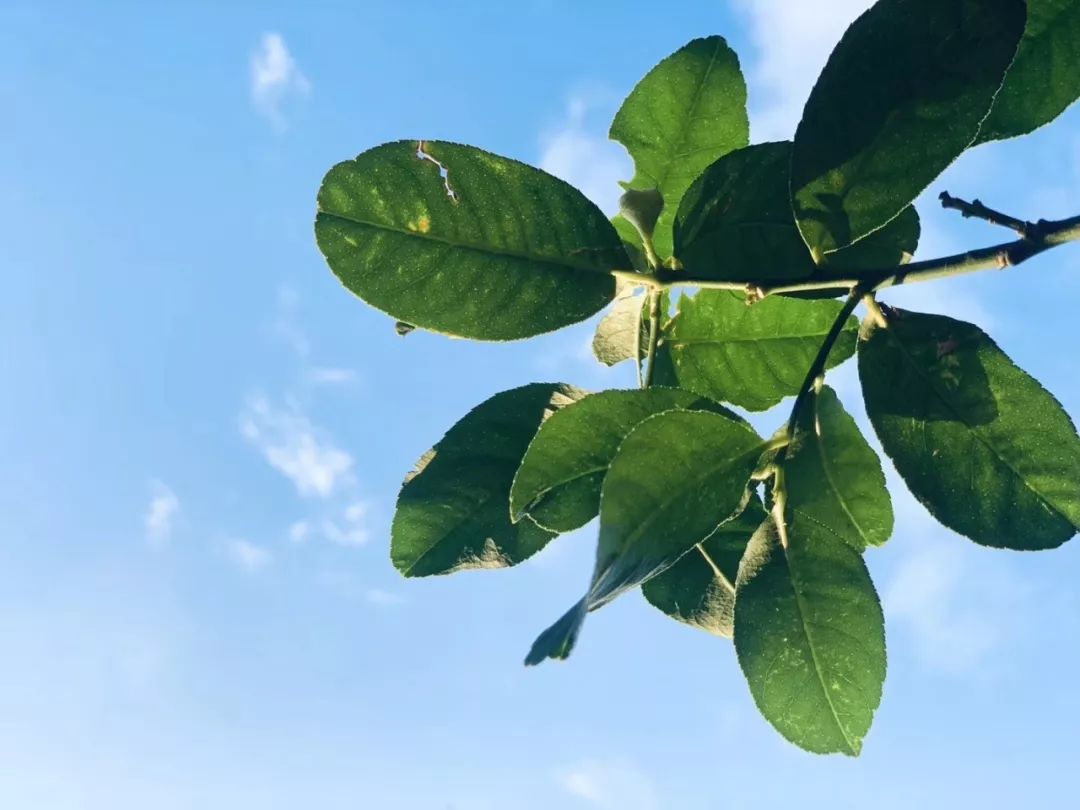 杭州最值得期待的甜品工作室“猫裏有甜”，甜就完事了